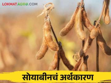 सोयाबीन शेतकऱ्यांची परवड खर्च २० हजार अन् पदरात पडतायत २५ हजार - Marathi News | Soybean crop cost of cultivation is rs 20,000 and farmers get rs 25,000 in hand | Latest News at Lokmat.com