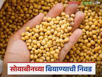सोयाबीन पेरणीसाठी बियाणे निवडताना उगवण क्षमता तपासणी का करावी? जाणून घ्या सविस्तर - Marathi News | Why should germination test be done when selecting seeds for soybean sowing? Learn in detail | Latest News at Lokmat.com सोयाबीन पेरणीसाठी बियाणे निवडताना उगवण क्षमता तपासणी का करावी? जाणून घ्या सविस्तर - Marathi News | Why should germination test be done when selecting seeds for soybean sowing? Learn in detail | Latest News at Lokmat.com