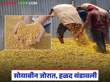 Shetmal Bajar : सोयाबीन जोरात, हळद थंडावली; दोन दिवसांच्या खंडानंतर व्यवहार पूर्ववत वाचा सविस्तर - Marathi News | latest news Shetmal Bajar : Soybean prices surge, turmeric prices cool down; Trading resumes after two days of disruption Read in detail | Latest News at Lokmat.com