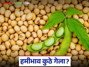 Soybean Market Update : 'या' बाजारात सोयाबीनला फक्त ३,३०० रुपये भाव; काय आहे कारण जाणून घ्या सविस्तर - Marathi News | latest news Soybean Market Update : Soybean is priced at only Rs 3,300 in this market; Know the reason in detail | Latest News at Lokmat.com