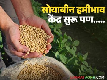 Soybean Kharedi : सोयाबीन खरेदीला सुरुवात; पण शेतकऱ्यांची केंद्रांना हमी मिळेना वाचा सविस्तर - Marathi News | latest news Soybean Kharedi: Soybean procurement begins; But farmers' centers do not get guarantees Read in detail | Latest News at Lokmat.com