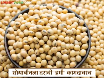 Soybean Market : अतिवृष्टीने मारले, बाजाराने लुटले; सोयाबीनला दराची 'हमी' फक्त कागदावरच! - Marathi News | latest news Soybean Market: Heavy rains killed, market looted; Soybean price 'guarantee' only on paper! | Latest News at Lokmat.com Soybean Market : अतिवृष्टीने मारले, बाजाराने लुटले; सोयाबीनला दराची 'हमी' फक्त कागदावरच! - Marathi News | latest news Soybean Market: Heavy rains killed, market looted; Soybean price 'guarantee' only on paper! | Latest News at Lokmat.com