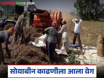 Soybean Harvest : अतिवृष्टीच्या तडाख्यातून वाचलेल्या सोयाबीन काढणीला आला वेग वाचा सविस्तर - Marathi News | latest news Soybean Harvest: Soybean harvesting, which survived the heavy rains, has gained momentum. Read in detail | Latest News at Lokmat.com Soybean Harvest : अतिवृष्टीच्या तडाख्यातून वाचलेल्या सोयाबीन काढणीला आला वेग वाचा सविस्तर - Marathi News | latest news Soybean Harvest: Soybean harvesting, which survived the heavy rains, has gained momentum. Read in detail | Latest News at Lokmat.com