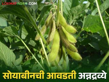 सोयाबीन पिकाला आवडणारी अन्नद्रव्ये कोणती अन् ती कशी द्यावी? - Marathi News | Increase soybean crop yield by providing proper nutrients | Latest agriculture News at Lokmat.com