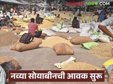 Soybean Market : नव्या सोयाबीनची आवक सुरू; दर्जेदार मालाला जास्त दराची शक्यता वाचा सविस्तर - Marathi News | latest news Soybean Market: New soybean arrivals begin; High prices likely for quality goods Read in detail | Latest News at Lokmat.com