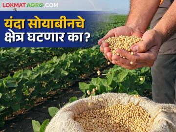 Soyabean Cotton Crop: यंदा खरिपात कपाशीची क्षेत्रवाढ, सोयाबीन माघार घेईल का? वाचा सविस्तर - Marathi News | Soyabean Cotton Crop: latest news Cotton area increased in Kharif this year, will soybean retreat? Read in detail | Latest News at Lokmat.com