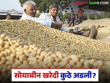 Soybean Kharedi : नाफेड नोंदणी सुरू… पण सोयाबीन खरेदी कुठे अडली? वाचा सविस्तर - Marathi News | latest news Soybean Kharedi: NAFED registration begins… but where did the soybean purchase stop? Read in detail | Latest News at Lokmat.com Soybean Kharedi : नाफेड नोंदणी सुरू… पण सोयाबीन खरेदी कुठे अडली? वाचा सविस्तर - Marathi News | latest news Soybean Kharedi: NAFED registration begins… but where did the soybean purchase stop? Read in detail | Latest News at Lokmat.com