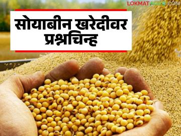Soybean Kharedi : सोयाबीन एमएसपी फक्त नावापुरतीच? नाफेड आणि एनसीसीएफच्या केंद्रांवर नेमकं बिनसलं कुठे? - Marathi News | latest news Soybean Kharedi : Is soybean MSP just in name? Where is the real price at NAFED and NCCF centers? | Latest market-yard News at Lokmat.com