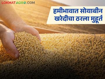 Soybean Kharedi : शेतकऱ्यांसाठी दिलासादायक बातमी; सोयाबीन खरेदीचा ठरला मुहूर्त वाचा सविस्तर - Marathi News | latest news Soybean Kharedi: Good news for farmers; It is time to buy soybeans. Read in detail | Latest News at Lokmat.com