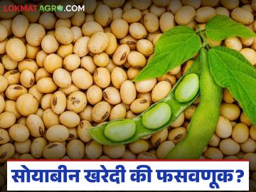 Soybean Kharedi : सरकारने खरेदी केलीच नाही? सोयाबीन उत्पादकांचे कोट्यवधी गेले पाण्यात! Soybean Kharedi : सरकारने खरेदी केलीच नाही? सोयाबीन उत्पादकांचे कोट्यवधी गेले पाण्यात!