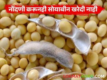 Soybean Kharedi : नोंदणी करूनही सोयाबीन खरेदी नाही; काय आहे कारण वाचा सविस्तर - Marathi News | latest news Soybean Kharedi: Soybean is not purchased despite registration; Read the reason in detail | Latest News at Lokmat.com