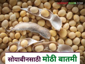 Soybean Kharedi : सोयाबीन उत्पादक शेतकऱ्यांना खुशखबर; सोयाबीन खरेदीची मुदत वाढली - Marathi News | Soybean Kharedi : Good news for soybean farmers; soybean purchase deadline extended | Latest News at Lokmat.com