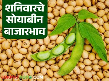 Soybean Bajar Bhav : सोयाबीन बाजारात तेजी; कुठे मिळतोय ५ हजारांवर दर? वाचा सविस्तर - Marathi News | latest news Soybean Bajar Bhav : Soybean market booming; Where are prices above 5 thousand? Read in detail | Latest News at Lokmat.com Soybean Bajar Bhav : सोयाबीन बाजारात तेजी; कुठे मिळतोय ५ हजारांवर दर? वाचा सविस्तर - Marathi News | latest news Soybean Bajar Bhav : Soybean market booming; Where are prices above 5 thousand? Read in detail | Latest News at Lokmat.com