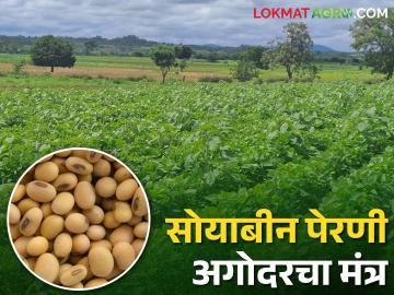 Soybean Sowing शेतकऱ्यांनो सोयबीन पेरताय हे करा नाहीतर होऊ शकते नुकसान - Marathi News | Soybean Sowing; Farmers who are sowing soybeans should do this otherwise there may be damage | Latest News at Lokmat.com