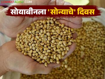 Soybean Market : सोयाबीन दरात जबरदस्त उसळी; शेतकऱ्यांना मोठा धक्का की दिलासा? - Marathi News | latest news Soybean Market: Huge jump in soybean prices; Big shock or relief for farmers? | Latest News at Lokmat.com