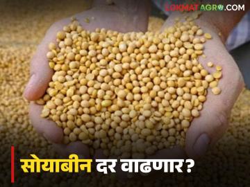 Soybean Market : दीर्घ प्रतीक्षेनंतर सोयाबीनला भाव; लातूरमध्ये 'इतक्या' रुपयांपर्यंत दर वाचा सविस्तर - Marathi News | latest news Soybean Market: After a long wait, soybean prices; Prices up to 'so many' rupees in Latur Read in detail | Latest News at Lokmat.com