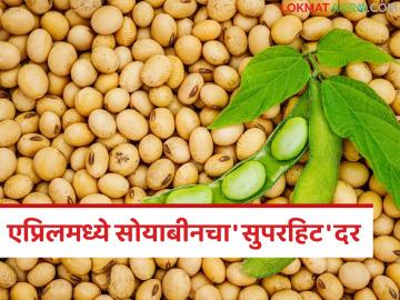 Soybean Market : सोयाबीनने घेतली झेप; ६ हजार पार दर, अजून वाढणार का? - Marathi News | latest news Soybean Market: Soybean has taken a leap; Price of 6 thousand rupees, will it increase further? | Latest News at Lokmat.com