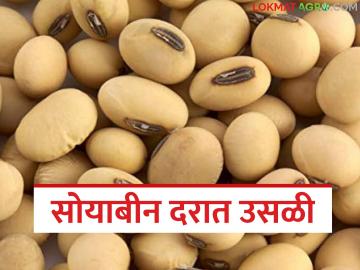 Soybean Market Update : दर वाढले पण माल संपला; सोयाबीन बाजारात नेमकं काय घडलं? - Marathi News | latest news Soybean Market Update: Prices increased but supplies ran out; What exactly happened in the soybean market? | Latest News at Lokmat.com