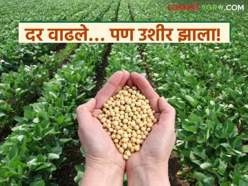Soybean Market : ४,५०० वर अडकलेले भाव आता वाढले; काय आहे कारण वाचा सविस्तर - Marathi News | latest news Soybean Market: Prices stuck at 4,500 have now increased; Read the reason in detail | Latest News at Lokmat.com