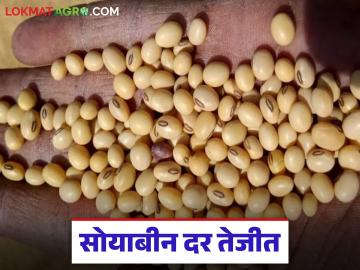 Soybean Market : दर वाढले तेव्हा माल संपला; सोयाबीन बाजारातील कटू वास्तव - Marathi News | latest news Soybean Market: When prices rose, the stock ran out; The bitter reality of the soybean market | Latest News at Lokmat.com Soybean Market : दर वाढले तेव्हा माल संपला; सोयाबीन बाजारातील कटू वास्तव - Marathi News | latest news Soybean Market: When prices rose, the stock ran out; The bitter reality of the soybean market | Latest News at Lokmat.com
