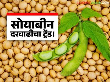 Soybean Market Update : हमीभावाचा दबाव! नाफेडमुळे सोयाबीन बाजारात दराचा खेळ सुरू वाचा सविस्तर - Marathi News | latest news Soybean Market Update: Pressure of guaranteed price! Price game in soybean market due to NAFED Read in detail | Latest News at Lokmat.com