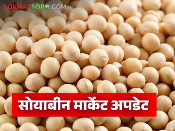Soybean Market Update : बाजारात वाढली सोयाबीनची आवक; कसा मिळतोय दर ते वाचा सविस्तर - Marathi News | latest news Soybean Market Update: Soybean arrivals in the market have increased; Read in detail how prices are being obtained | Latest News at Lokmat.com