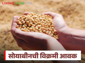 Soybean Bajar Bhav : दर्यापूरसह वाशिम जिल्ह्यात सोयाबीनची विक्रमी आवक; बाजारभाव कसा मिळाला वाचा सविस्तर - Marathi News | latest news Soybean Bajar Bhav : Record arrival of soybeans in Washim district including Daryapur; Read in detail how the market price was obtained | Latest News at Lokmat.com