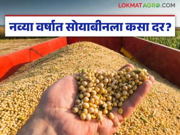 Soybean Bajar Bhav : नव्या वर्षात सोयाबीन दरात उसळी की घसरण; कुठे किती आवक? वाचा सविस्तर - Marathi News | latest news Soybean Bajar Bhav: Will soybean prices rise or fall in the new year? Where and how much arrival? Read in detail | Latest News at Lokmat.com