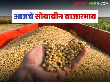 Soybean Bajar Bhav : सोयाबीन दरात चढ-उतार; लातूर, मेहकर, चिखली बाजार आघाडीवर - Marathi News | latest news Soybean Bajar Bhav: Soybean prices fluctuate; Latur, Mehkar, Chikhli markets are leading | Latest News at Lokmat.com Soybean Bajar Bhav : सोयाबीन दरात चढ-उतार; लातूर, मेहकर, चिखली बाजार आघाडीवर - Marathi News | latest news Soybean Bajar Bhav: Soybean prices fluctuate; Latur, Mehkar, Chikhli markets are leading | Latest News at Lokmat.com