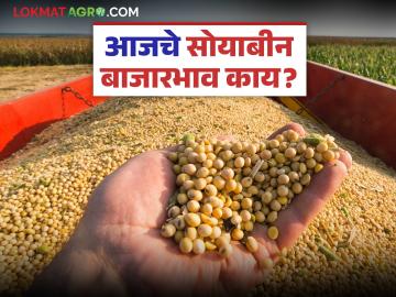 Soybean Bajar Bhav : पिवळ्या सोयाबीनला सर्वाधिक मागणी; जाणून घ्या तुमच्या बाजारात कसा मिळाला दर - Marathi News | latest news Soybean Bajar Bhav: Yellow soybeans are in highest demand; Know how you got the price in your market | Latest News at Lokmat.com