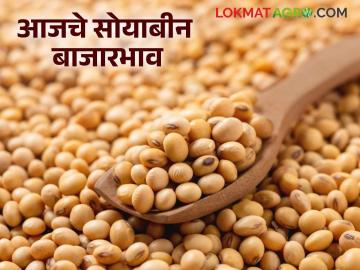 Soybean Bajar Bhav : सोयाबीनची आवक घटली पण दर वाढले; 'या' बाजारात ५ हजाराचा टप्पा पार - Marathi News | latest news Soybean Bajar Bhav : Soybean arrivals decreased but prices increased; 'Ya' market crosses the 5 thousand mark | Latest News at Lokmat.com