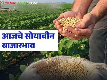 Soybean Bajar Bhav : आजचा सोयाबीन बाजार: कुठे भाव वधारले, कुठे आवक वाढून दबाव? वाचा सविस्तर - Marathi News | latest news Soybean Bajar Bhav : Today's soybean market: Where did prices increase, where did pressure arise due to increased arrivals? Read in detail | Latest News at Lokmat.com