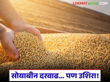 Soybean Market : ४० हजार क्विंटल सोयाबीन विक्रीनंतर दरवाढ; क्विंटलमागे किती रुपयांची उडी वाचा सविस्तर - Marathi News | latest news Soybean Market: Price hike after sale of 40,000 quintals of soybean; Read in detail how much rupees per quintal has jumped | Latest News at Lokmat.com