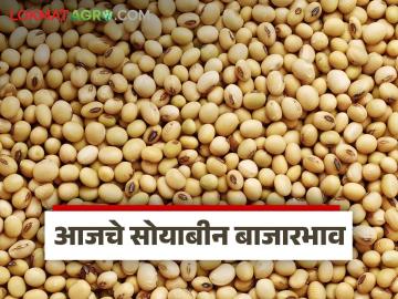 Soybean Bajar Bhav : बाजारात सोयाबीनची सर्वाधिक आवक; जाणून घ्या कसा मिळाला दर - Marathi News | latest news Soybean Bajar Bhav: Highest arrival of soybeans in the market; Know how the price was obtained | Latest News at Lokmat.com