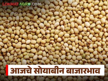 Soybean Bajar Bhav : सोयाबीन आवक घटली; दरात मात्र चढ-उतार कायम वाचा सविस्तर - Marathi News | latest news Soybean Bajar Bhav : Soybean arrivals decreased; however, prices continue to fluctuate Read in detail | Latest News at Lokmat.com