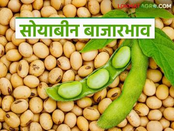 Soybean Market Update : सोयाबीन बाजारभावात मोठे चढ-उतार; शेतकऱ्यांना दिलासा मिळणार का? वाचा सविस्तर - Marathi News | latest news Soybean Market Update: Big fluctuations in soybean market prices; Will farmers get relief? Read in detail | Latest News at Lokmat.com Soybean Market Update : सोयाबीन बाजारभावात मोठे चढ-उतार; शेतकऱ्यांना दिलासा मिळणार का? वाचा सविस्तर - Marathi News | latest news Soybean Market Update: Big fluctuations in soybean market prices; Will farmers get relief? Read in detail | Latest News at Lokmat.com