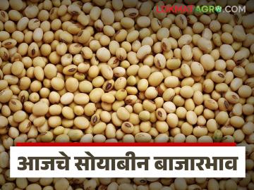 Soybean Bajar Bhav : सोयाबीनच्या आवकेत घट; पिवळ्या जातीला मागणी कायम वाचा सविस्तर - Marathi News | latest news Soybean Bajar Bhav: Decrease in soybean arrivals; Yellow variety continues to be in demand Read in detail | Latest News at Lokmat.com