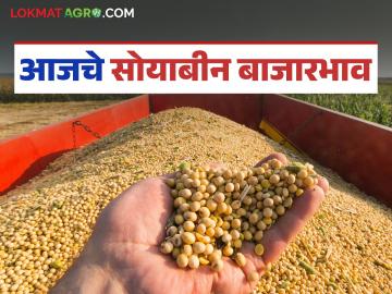 Soybean Bajar Bhav : पिवळ्या सोयाबीनला चांगली मागणी; दर कसा मिळाला ते वाचा सविस्तर - Marathi News | latest mews Soybean Bajar Bhav : Good demand for yellow soybeans; Read in detail how the price was obtained | Latest News at Lokmat.com
