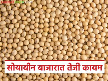Soybean Bajar Bhav : सोयाबीनला विक्रमी तेजी; अनेक बाजारात ७ हजार पार भाव - Marathi News | latest news Soybean BajarBhav: Soybean prices hit record high; Prices cross 7 thousand paise in many markets | Latest News at Lokmat.com
