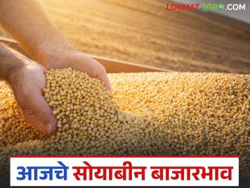 Soybean Market : आजचे सोयाबीन बाजारभाव : आवक वाढली, दर स्थिर वाचा सविस्तर - Marathi News | latest news Soybean Market: Today's soybean market price: Arrivals increased, prices stable Read in detail | Latest News at Lokmat.com