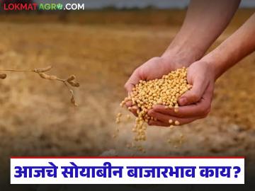 Soybean Bajar Bhav : सोयाबीन बाजारात आवक वाढली; कुठे भाव वधारले? वाचा सविस्तर - Marathi News | latest news Soybean Bajar Bhav: Soybean arrivals increased in the market; Where did the prices increase? Read in detail | Latest News at Lokmat.com Soybean Bajar Bhav : सोयाबीन बाजारात आवक वाढली; कुठे भाव वधारले? वाचा सविस्तर - Marathi News | latest news Soybean Bajar Bhav: Soybean arrivals increased in the market; Where did the prices increase? Read in detail | Latest News at Lokmat.com