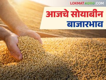 Soybean Bajar Bhav : सोयाबीन दरात तेजी; पिवळ्या जातीला जोरदार मागणी वाचा सविस्तर - Marathi News | latest news Soybean Bajar Bhav: Soybean prices rise; Strong demand for yellow variety Read in detail | Latest News at Lokmat.com