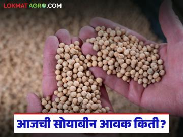 Soybean Bajar Bhav : सोयाबीन बाजारात मंदी; भावात चढ-उतार सुरू वाचा सविस्तर - Marathi News | latest news Soybean Bajar Bhav : Slowdown in soybean market; Prices continue to fluctuate Read in detail | Latest News at Lokmat.com