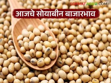 Soybean Bajar Bhav : सोयाबीन बाजारात आवक कमी; भावात स्थिरता जाणून घ्या सविस्तर - Marathi News | latest news Soybean Bajar Bhav : Low arrivals in soybean market; Know the stability in prices in detail | Latest News at Lokmat.com Soybean Bajar Bhav : सोयाबीन बाजारात आवक कमी; भावात स्थिरता जाणून घ्या सविस्तर - Marathi News | latest news Soybean Bajar Bhav : Low arrivals in soybean market; Know the stability in prices in detail | Latest News at Lokmat.com