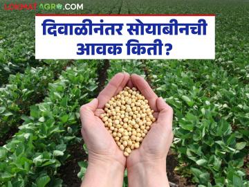 Soybean Bajar Bhav : दिवाळी नंतर सोयाबीनची मोठी आवक; कसा मिळाला दर ते जाणून घ्या सविस्तर - Marathi News | latest news Soybean Bajar Bhav: Big arrival of soybeans after Diwali; Know in detail how the price was obtained | Latest News at Lokmat.com Soybean Bajar Bhav : दिवाळी नंतर सोयाबीनची मोठी आवक; कसा मिळाला दर ते जाणून घ्या सविस्तर - Marathi News | latest news Soybean Bajar Bhav: Big arrival of soybeans after Diwali; Know in detail how the price was obtained | Latest News at Lokmat.com