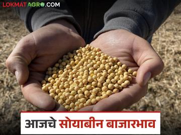 Soybean Bajar Bhav : सोयाबीन आवकेत वाढ; लातूर आणि अकोला बाजारात सर्वाधिक भाव वाचा सविस्तर Soybean Bajar Bhav : सोयाबीन आवकेत वाढ; लातूर आणि अकोला बाजारात सर्वाधिक भाव वाचा सविस्तर