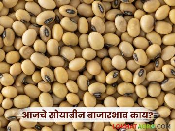 Soybean Bajar Bhav : आवक घटली, दरांना आधार; सोयाबीन बाजाराचा आजचा आढावा वाचा सविस्तर - Marathi News | latest news Soybean Bajar Bhav: Arrivals decrease, prices support; Read today's review of soybean market in detail | Latest News at Lokmat.com Soybean Bajar Bhav : आवक घटली, दरांना आधार; सोयाबीन बाजाराचा आजचा आढावा वाचा सविस्तर - Marathi News | latest news Soybean Bajar Bhav: Arrivals decrease, prices support; Read today's review of soybean market in detail | Latest News at Lokmat.com