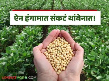 Soybean Market Update : ऐन हंगामात सोयाबीनला फटका; दर घसरण्यामागची प्रमुख कारणे काय वाचा सविस्तर - Marathi News | latest news Soybean Market Update: Soybean hit in the off-season; Read in detail what are the main reasons behind the price drop | Latest News at Lokmat.com