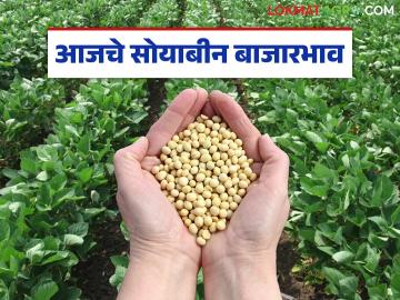 Soybean Bajar Bhav : पिवळ्या सोयाबीनला डिमांड; जाणून घ्या आजचे बाजारभाव सविस्तर - Marathi News | latest news Soybean Bajar Bhav : Demand for yellow soybeans; Know today's market prices in detail | Latest News at Lokmat.com