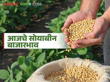 Soybean Bajar Bhav : सोयाबीन बाजार तेजीत; 'या' बाजारात दर ५ हजारांच्या उंबरठ्यावर - Marathi News | latest news Soybean Bajar Bhav : Soybean market is booming; Prices are at the threshold of 5 thousand in this market | Latest market-yard News at Lokmat.com